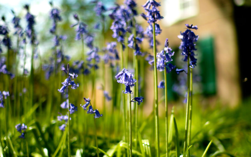 bluebells in a sunny garden