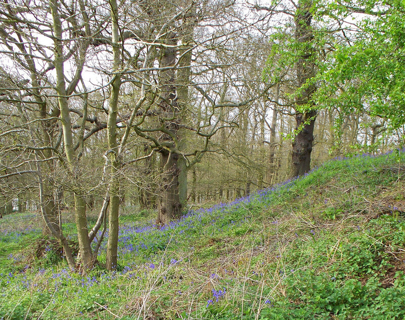 Bluebells in a woodland scene