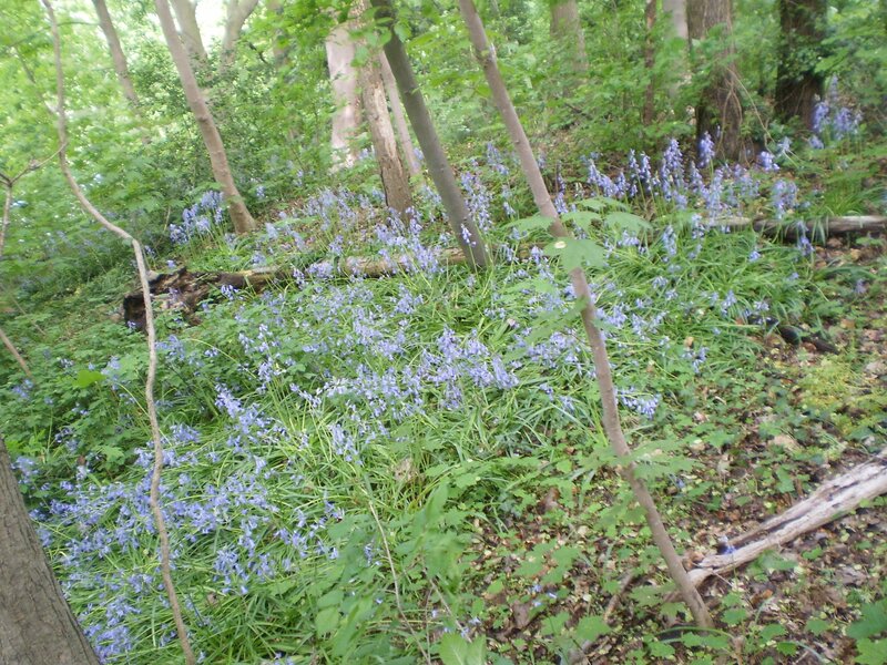 Bluebells in a woodland