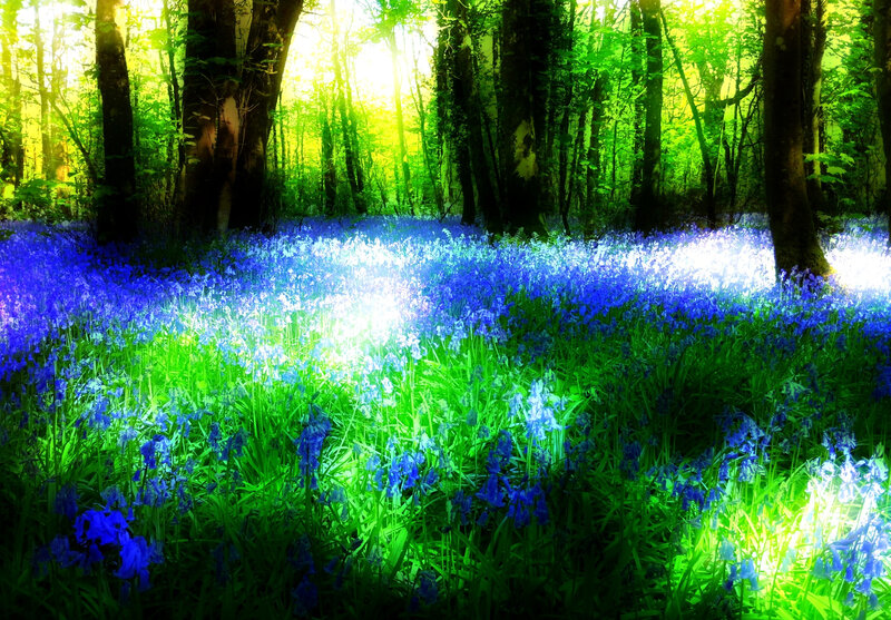 Bluebells in Forest — Blue, Serene, Morning