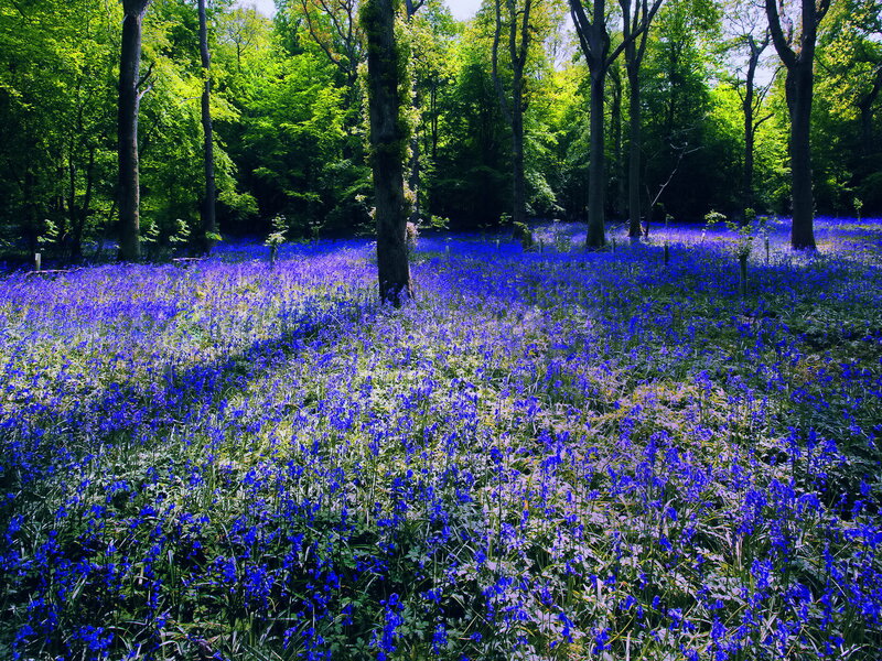 Bluebells in Forest — Blue, Serene, Spring, Photograph