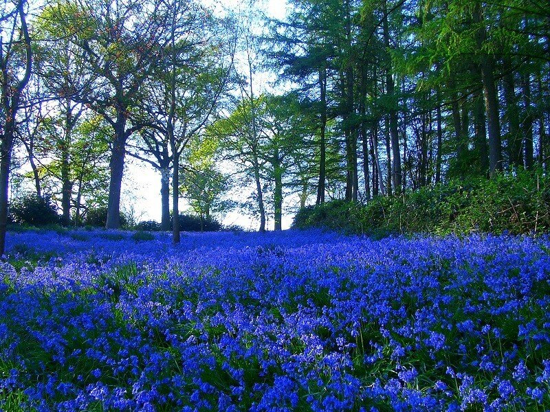 Bluebells in Forest — Blue, Serene, Spring, Photograph, Trees, Flowers, Green