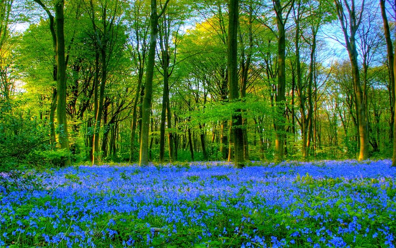 Bluebells in Forest — Blue, Serene, Spring, Photograph, Trees, Forest Floor