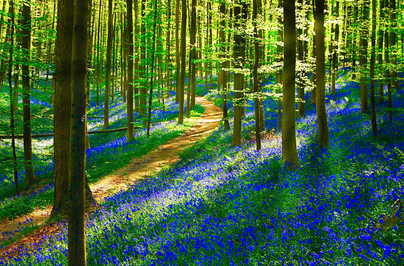 Bluebells in Forest — Blue, Serene, Spring, Photograph, Trees, Path, Sunlight