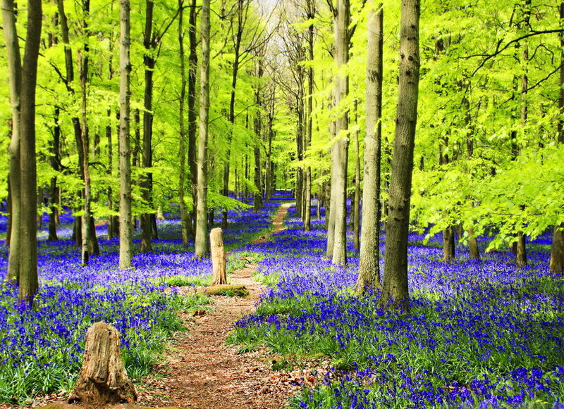 Bluebells in Forest — Blue, Serene, Spring, Photograph, Trees, Path