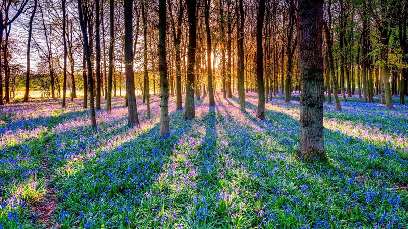 Bluebells in Forest — Blue, Serene, Spring, Photograph, Trees, Sunlight, Grass