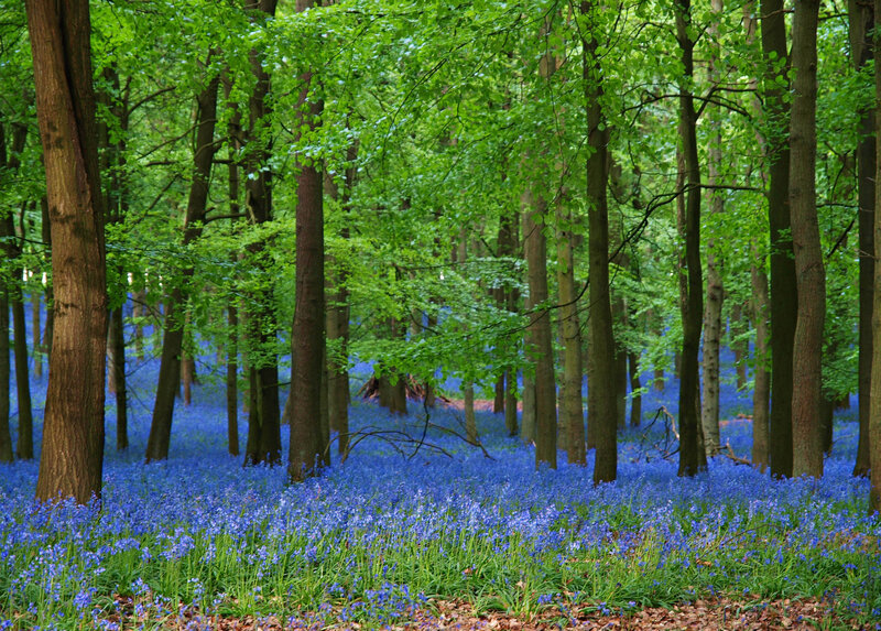 Bluebells in Forest — Blue, Serene, Spring, Photograph, Trees