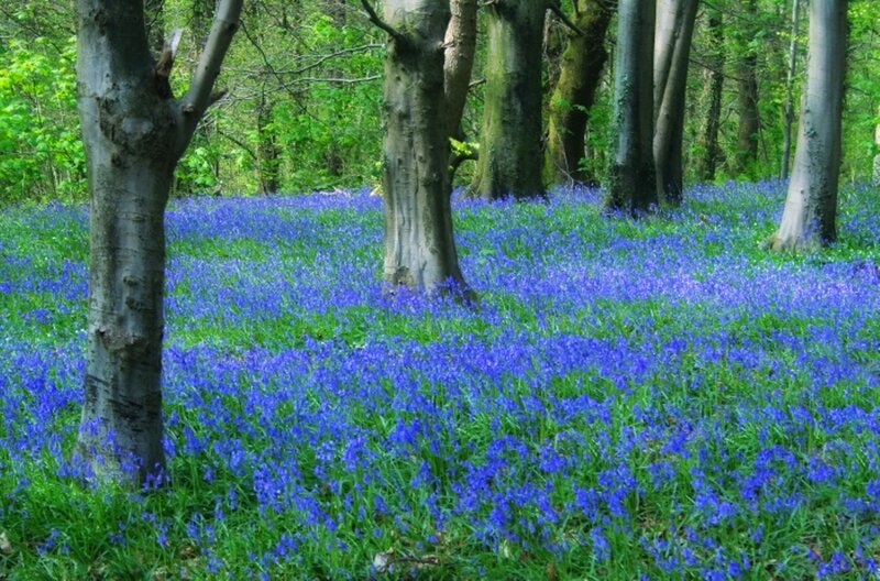 Bluebells in Forest — Blue, Serene, Spring