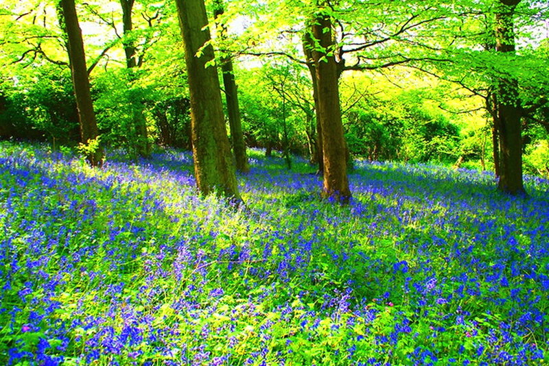Bluebells in Forest — Blue, Serene