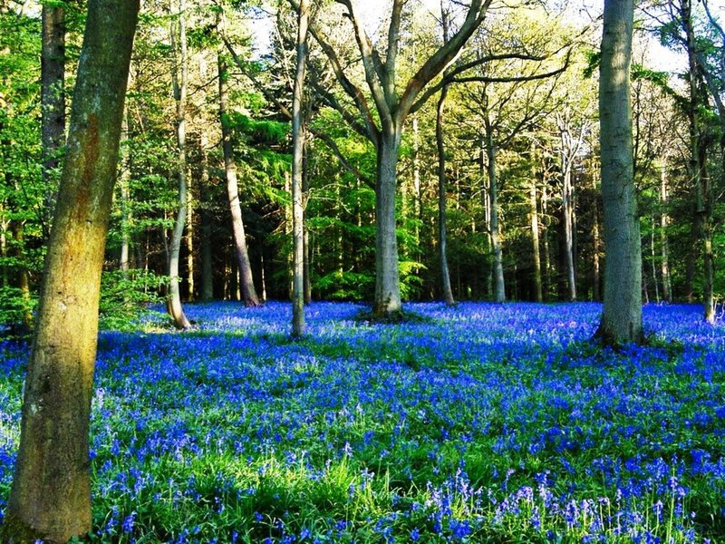 Bluebells in Forest — Blue