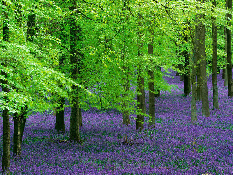 Bluebells in Forest — Brown