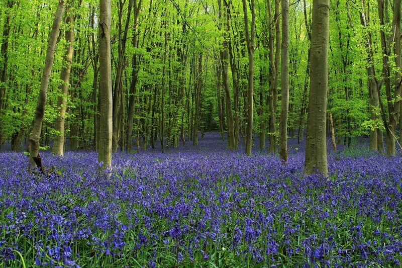 Bluebells in Forest — Flowers