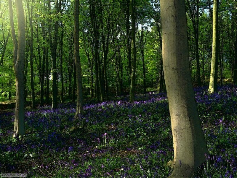 Bluebells in Forest — Forest Floor