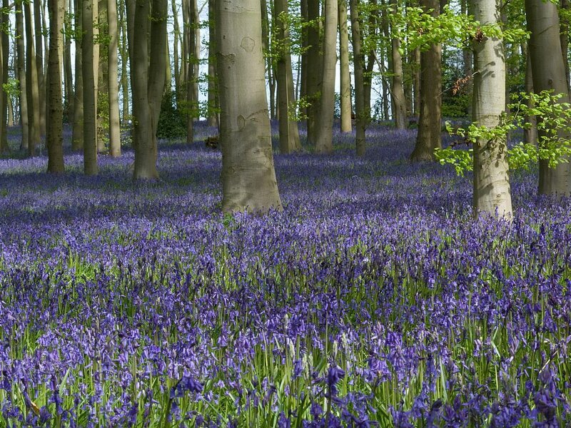 Bluebells in Forest — Green Leaves