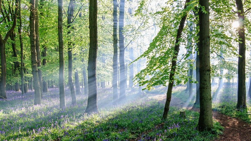 Bluebells in Forest — Green, Serene, Morning