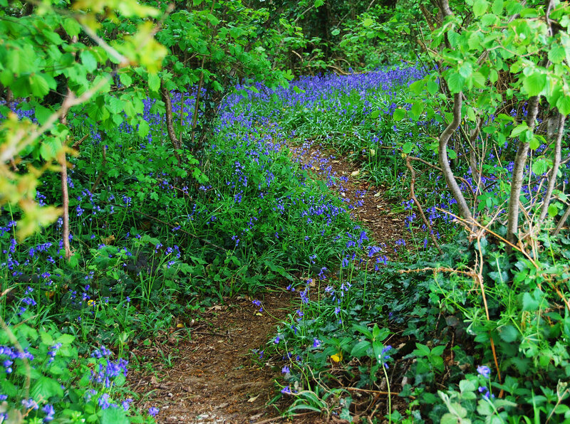 Bluebells in Forest — Green, Serene, Spring, Photograph, Path