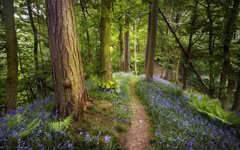 Bluebells in Forest — Green, Serene, Spring, Photograph