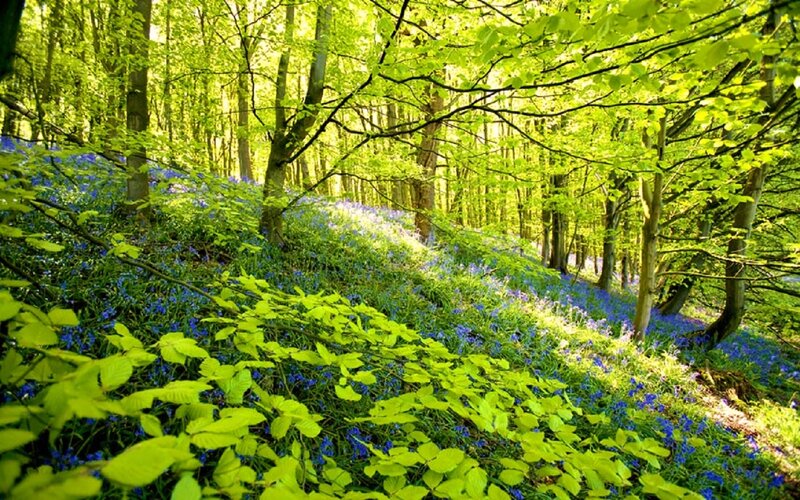 Bluebells in Forest — Green, Serene, Spring, Photograph, Trees, Flowers, Sunlight