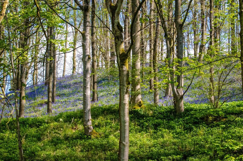 Bluebells in Forest — Green, Serene, Spring, Photograph, Trees, Greenery