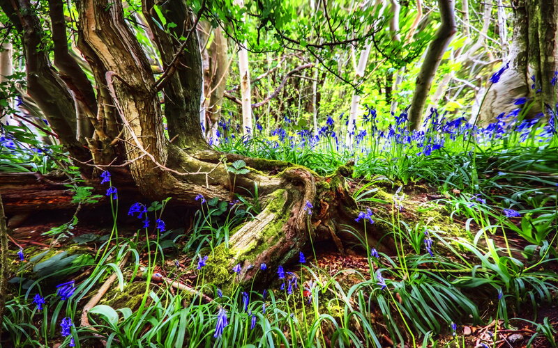 Bluebells in Forest — Green, Serene, Spring, Photograph, Trees, Moss, Flowers