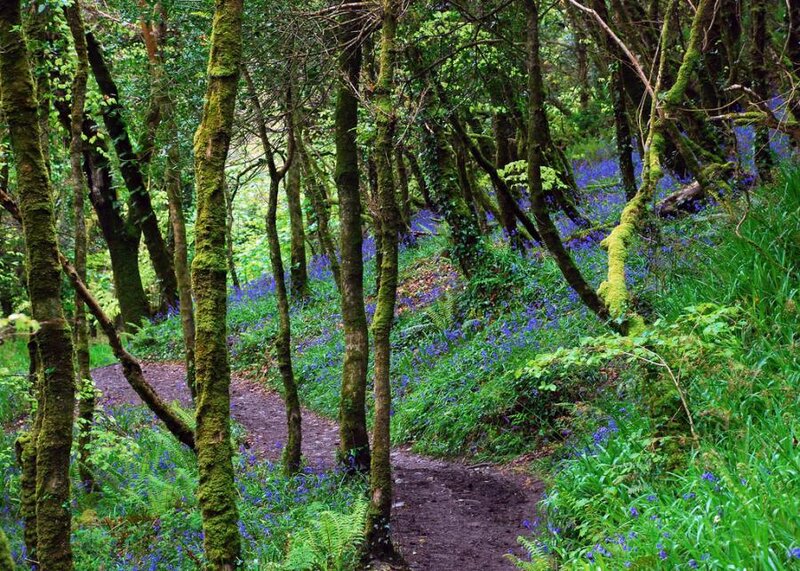 Bluebells in Forest — Green, Serene, Spring, Photograph, Trees, Moss, Path