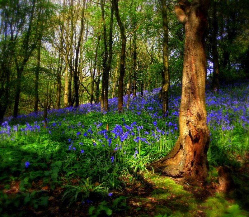 Bluebells in Forest — Green, Serene, Spring, Photograph, Trees, Moss