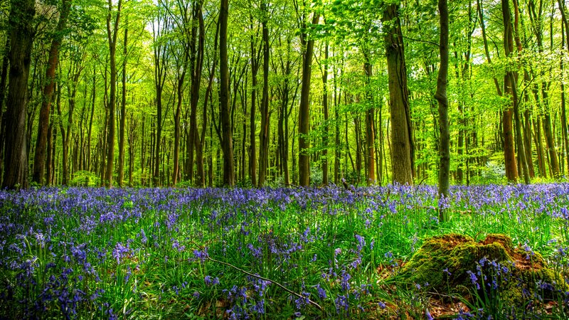 Bluebells in Forest — Green, Serene, Spring, Photograph, Trees, Mossy Rock