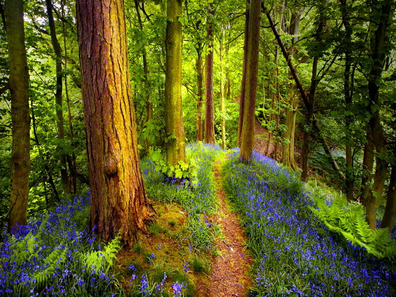 Bluebells in Forest — Green, Serene, Spring, Photograph, Trees, Path, Ferns, Flowers