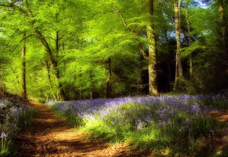 Bluebells in Forest — Green, Serene, Spring, Photograph, Trees, Path