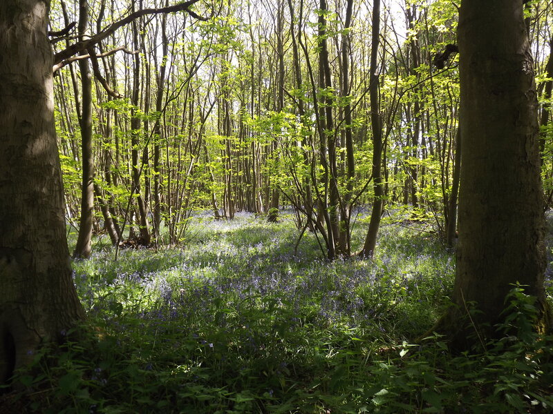 Bluebells in Forest — Green, Serene, Spring, Photograph, Trees, Sunlight