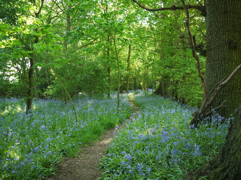 Bluebells in Forest — Green, Serene, Spring, Photograph, Trees