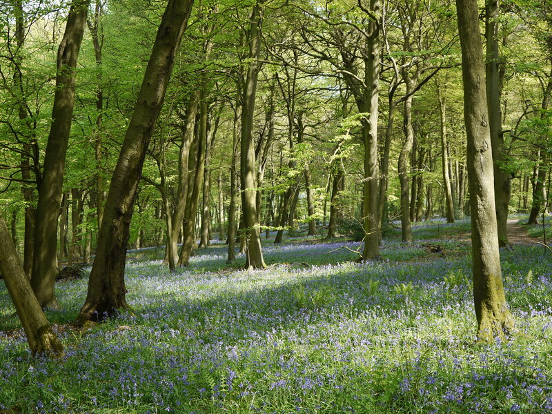 Bluebells in Forest — Green, Serene, Spring