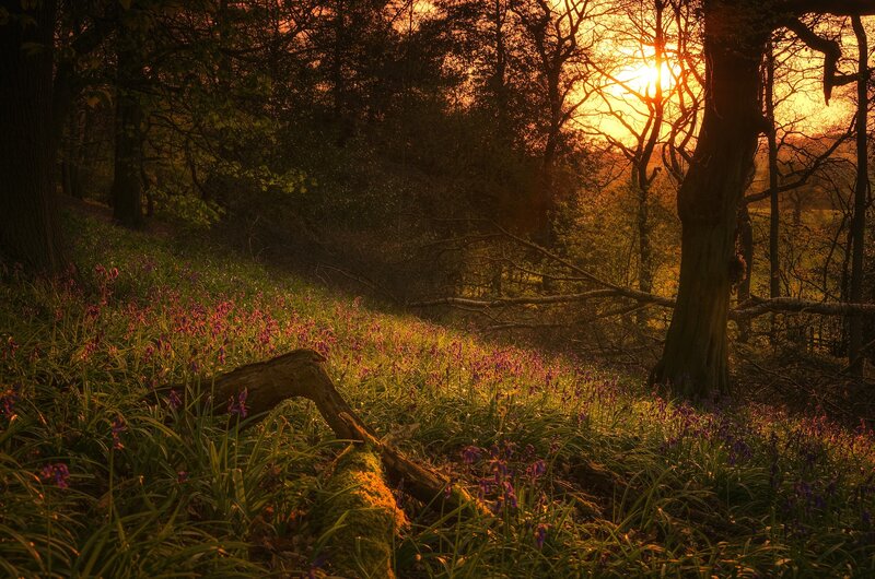 Bluebells in Forest — Green, Serene, Sunset