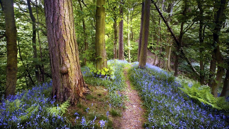 Bluebells in Forest — Green, Serene