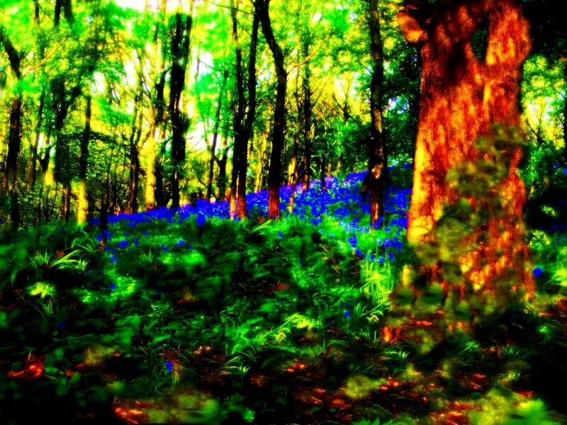 Bluebells in Forest — Green