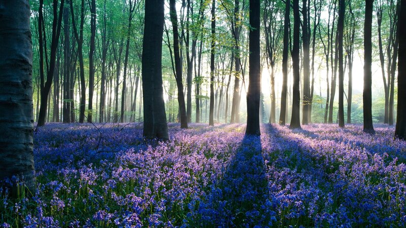 Bluebells in Forest — Photograph
