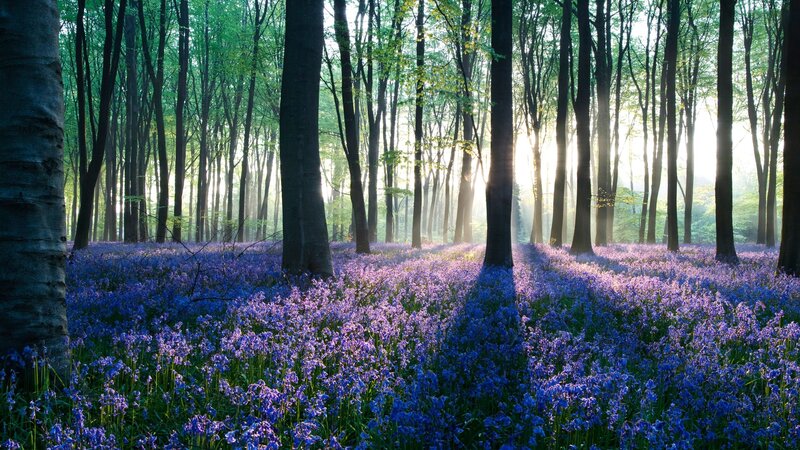 Bluebells in Forest — Purple, Photograph