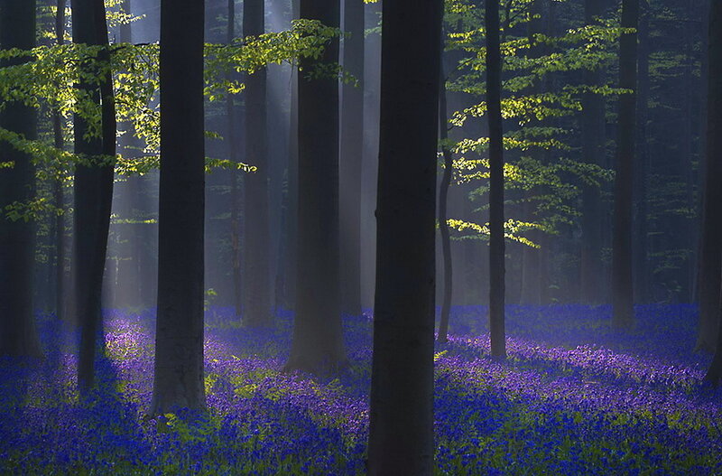 Bluebells in Forest — Purple, Serene, Morning, Photograph