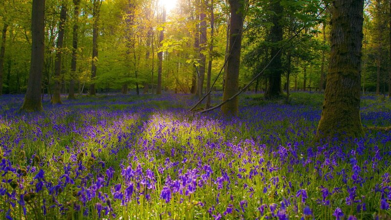 Bluebells in Forest — Purple, Serene, Morning, Photograph, Trees, Sunlight, Grass