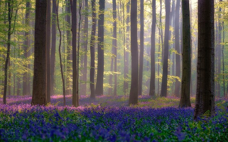 Bluebells in Forest — Purple, Serene, Morning, Photograph, Trees, Sunlight, Mist