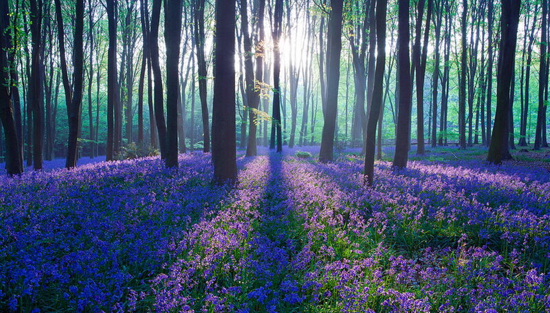 Bluebells in Forest — Purple, Serene, Morning, Photograph, Trees, Sunlight