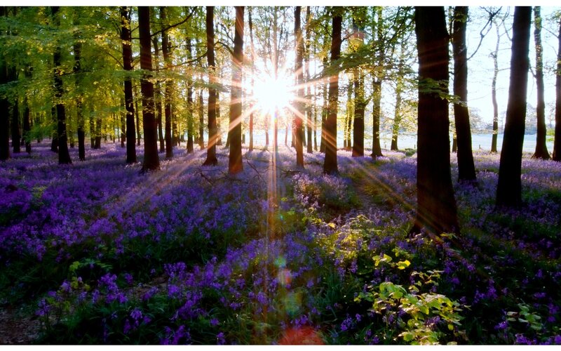 Bluebells in Forest — Purple, Serene, Morning, Photograph, Trees