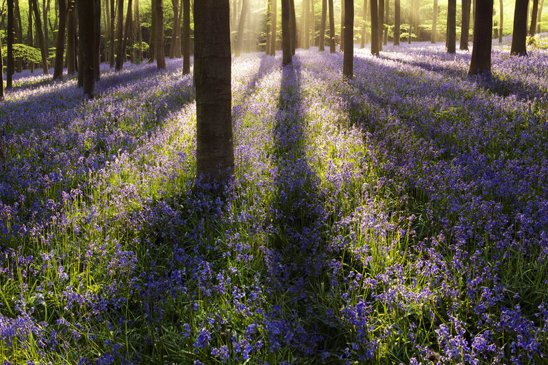Bluebells in Forest — Purple, Serene, Morning