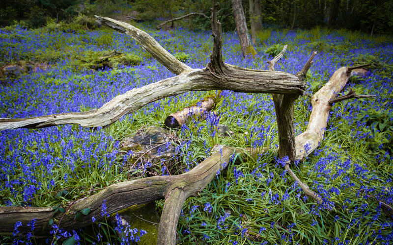 Bluebells in Forest — Purple, Serene, Spring, Photograph, Fallen Log