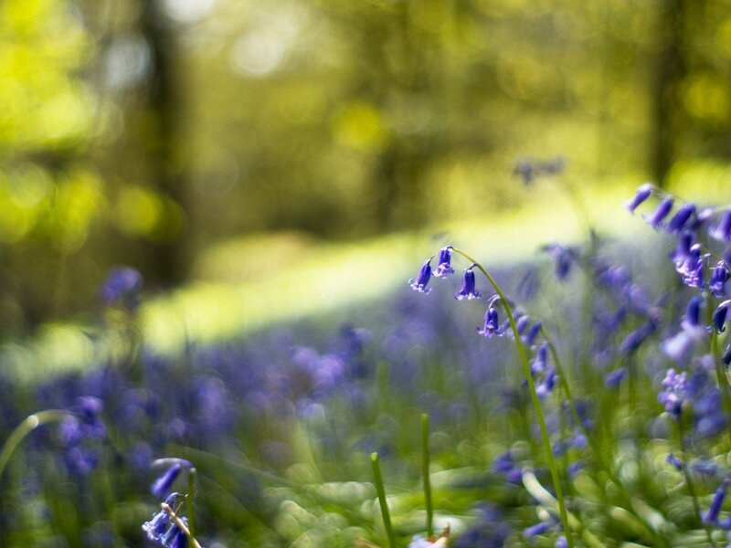 Bluebells in Forest — Purple, Serene, Spring, Photograph, Flowers