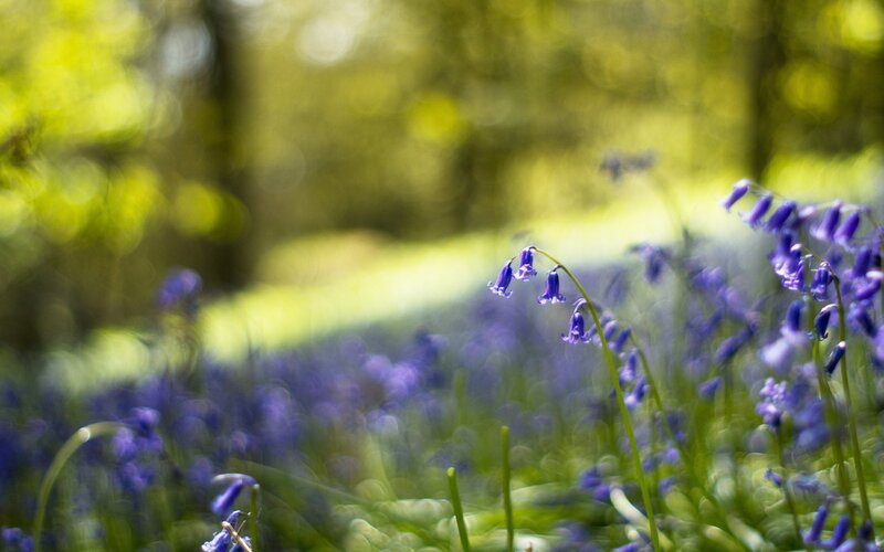 Bluebells in Forest — Purple, Serene, Spring, Photograph, Flowers, Trees