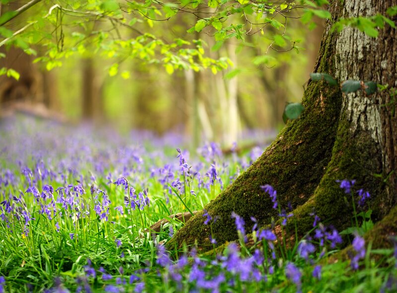 Bluebells in Forest — Purple, Serene, Spring, Photograph, Tree, Moss