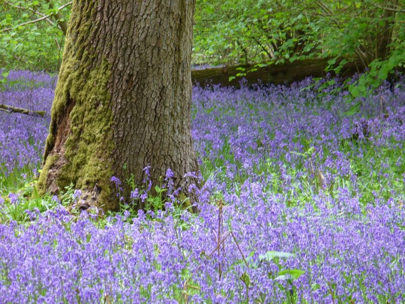 Bluebells in Forest — Purple, Serene, Spring, Photograph, Tree