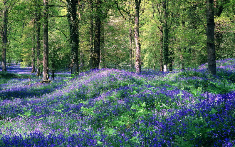 Bluebells in Forest — Purple, Serene, Spring, Photograph, Trees, Ferns, Sunlight