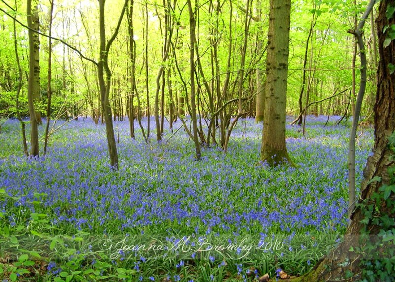 Bluebells in Forest — Purple, Serene, Spring, Photograph, Trees, Flowers, Forest Floor
